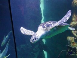 Haus des Meeres 4.02.2026